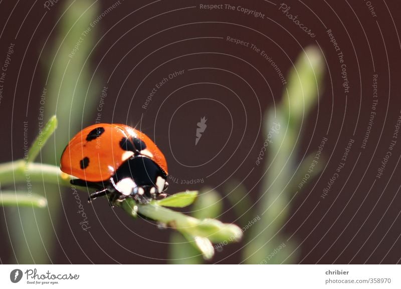 Marienkäfer Natur Landschaft Tier Sommer Pflanze Garten Käfer 1 Erholung krabbeln sitzen schön klein nah grün rot schwarz Zufriedenheit Glück Umwelt Farbfoto