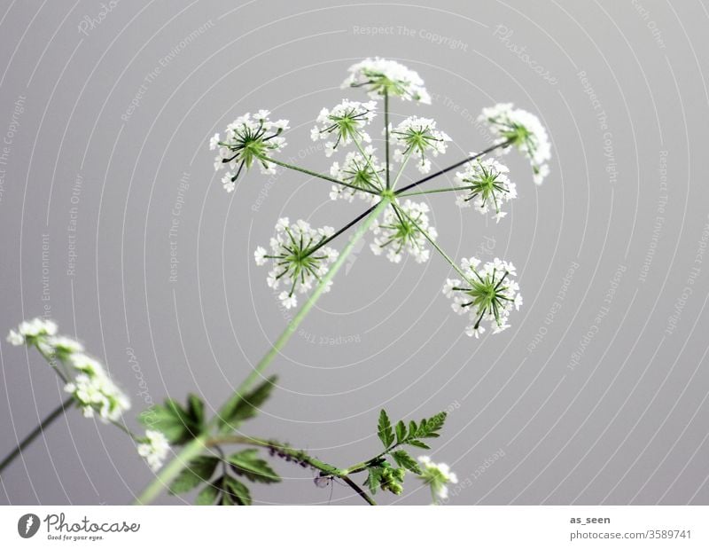 Gefleckter Schierling weiss Sternchen Pflanze Blüte weiß Blume Natur grün Sommer Umwelt Farbfoto Menschenleer Außenaufnahme Tag schön Schwache Tiefenschärfe