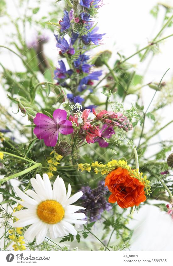 Feldblumen Blüten Blumen bunt Wiese Lupinen Margerten Blumenstrauß gelb weiß rosa pink grün violett lila wild natürlich Natur schön Frühling Pflanze Sommer