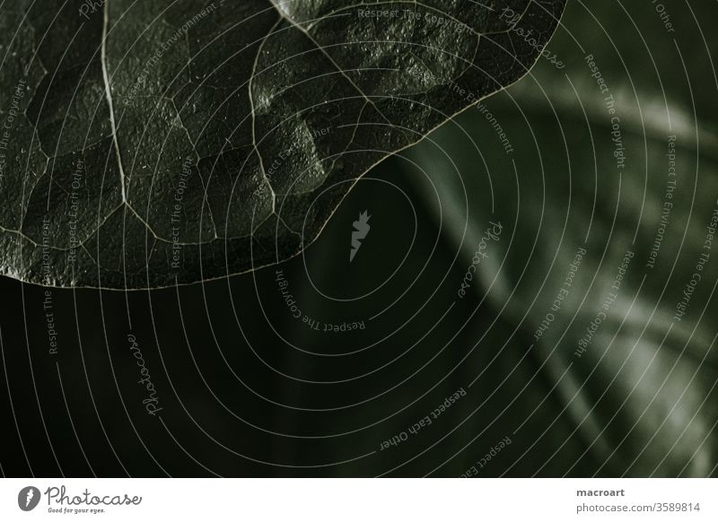 Blätter einer Geigenfeige - Ficus Lyrata Ficuy lyrata ficus geigenförmig maulbeergewächs blatt blätter blattadern grün glanz glänzend makro makroaufnahme