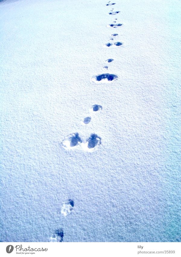 Spuren im Schnee #2 Schneedecke geheimnisvoll Hase (?) Sonne Verfolgung Fährte