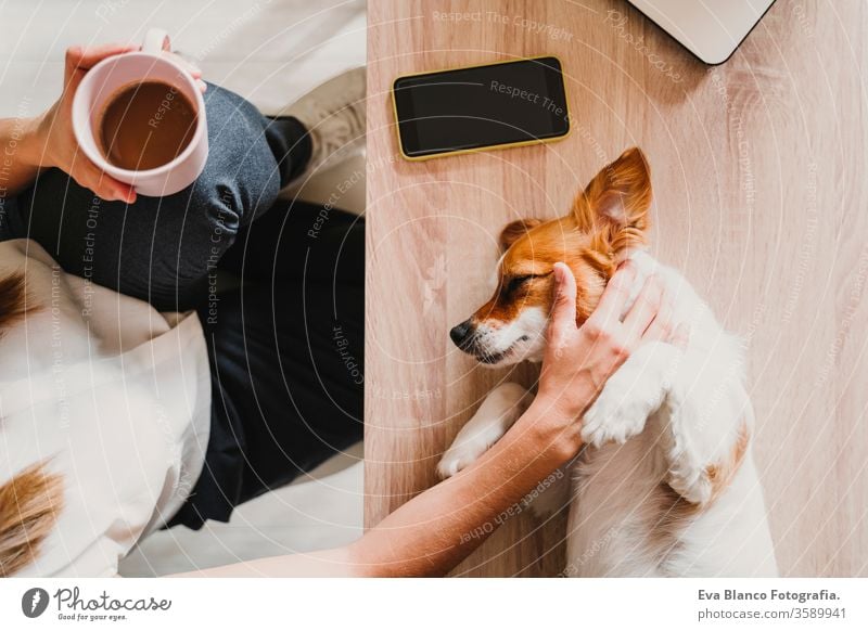 junge frau, die zu hause am laptop arbeitet, daneben süßer kleiner hund. bleiben sie sicher während des coronavirus covid-2019 konzepts kuscheln Liebe Kuscheln