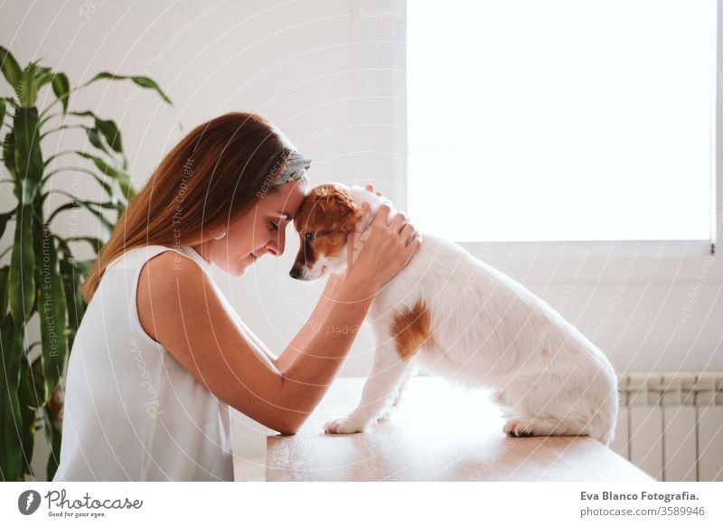 junge Frau, die von zu Hause aus arbeitet und ihren kleinen süßen Hund kuschelt. kuscheln Liebe Kuscheln heimwärts Handy arbeiten Technik & Technologie Haustier