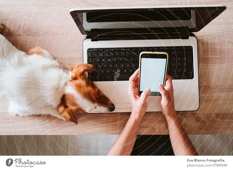 junge frau, die zu hause am laptop arbeitet, daneben süßer kleiner hund. bleiben sie sicher während des coronavirus covid-2019 konzepts kuscheln Liebe Kuscheln