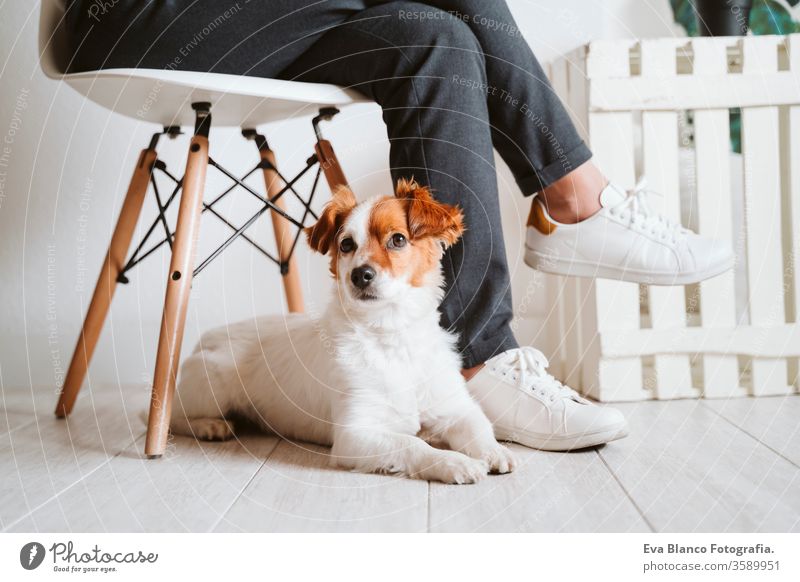 junge Frau zu Hause, die ein Mobiltelefon benutzt, daneben süßer kleiner Hund. work from home Konzept kuscheln Liebe Kuscheln heimwärts Handy arbeiten