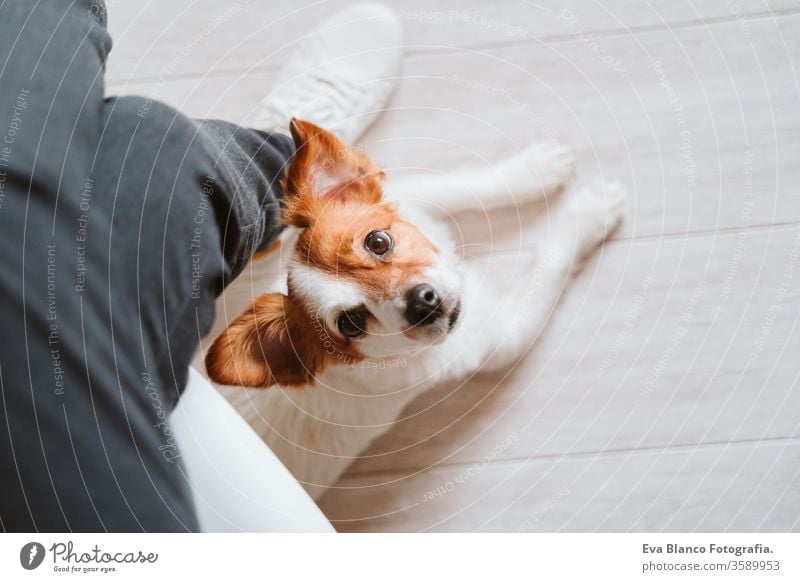 junge Frau zu Hause, die ein Mobiltelefon benutzt, daneben süßer kleiner Hund. work from home Konzept kuscheln Liebe Kuscheln heimwärts Handy arbeiten