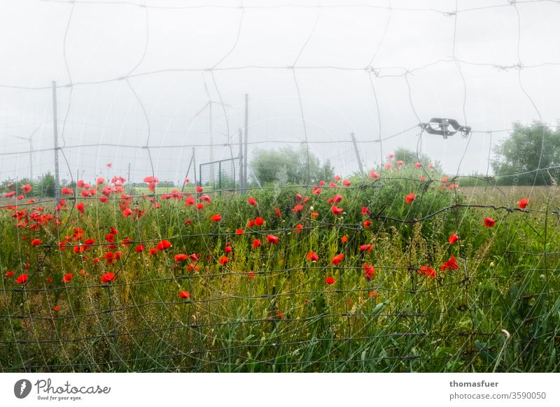 Mohn am Zaun bei diesigem Wetter, Feldrain rot Blume Wiese Natur Klatschmohn Nebel Mohnblüte Maschendrahtzaun