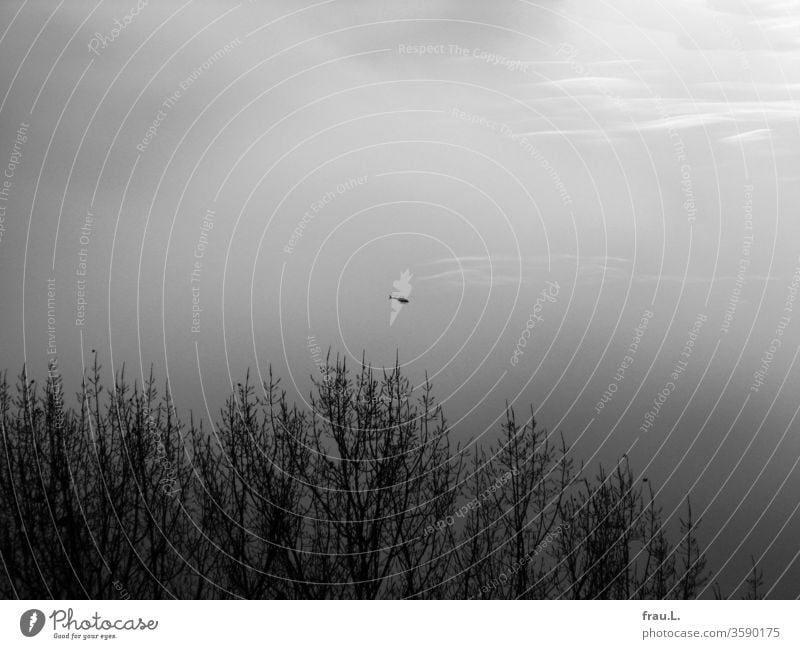 Ich, dieser zarte Himmel und die kahlen Bäume sind genauso wie Tauben und Krähen ein hübsches Motiv für eine nette Fototapete, schwappte nun auch noch der Helikopter.