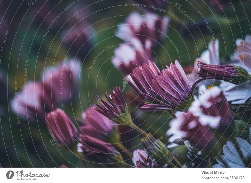 Blüten der Osteospermum 'Soprano Purple', allgemein bekannt als afrikanische Gänseblümchen oder Kap-Gänseblümchen Blumen Blütezeit botanisch Botanik Knospen