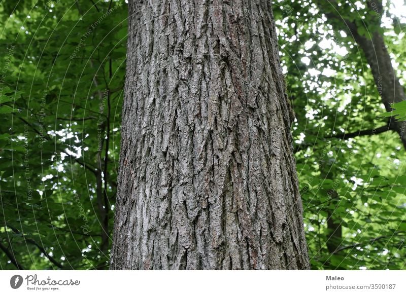 Baumstamm auf grünem Waldhintergrund Kofferraum Landschaft Umwelt natürlich Natur Park Hintergrund Sommer im Freien wild Laubwerk Holz Licht Rochen Glanz