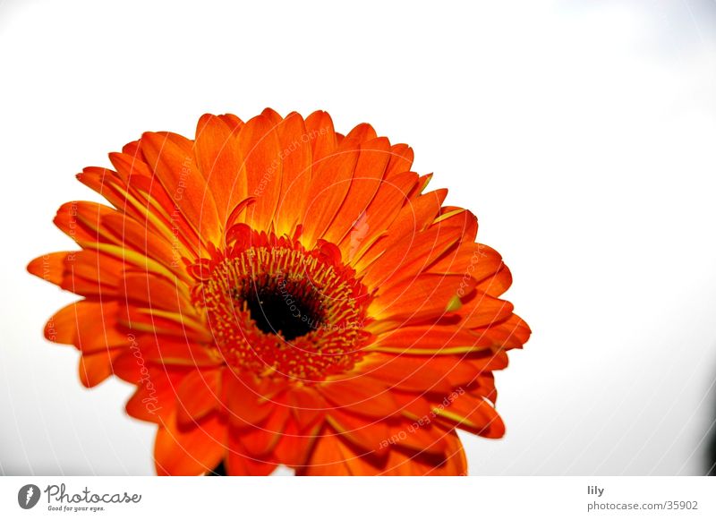 Gerbera orange Blume Makroaufnahme Nahaufnahme Himmel Kontrast satte Farbe