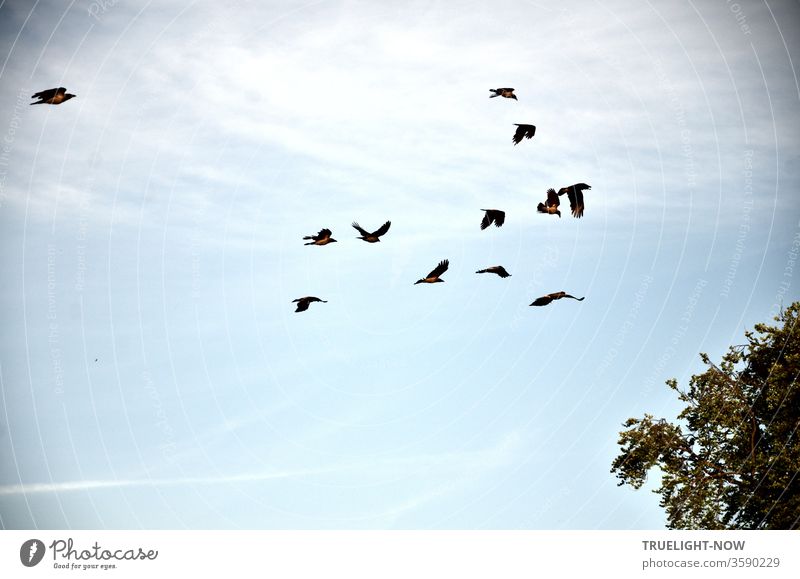 In moderat ungeordneter Formation und etwas turbulenter Zielstrebigkeit fliegen 12 Krähen vor weitgehend blassblauem Himmel einem unbestimmten Ziel entgegen - vielleicht ist es der große Baum, von dem ein kleiner Teil nur sichtbar ist