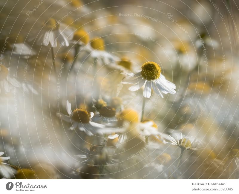 Eine Wiese mit blühenden Kamillenblüten im Sonnenlicht.Der Fokus liegt auf einer einzelnen Blüte innerhalb der Wiese. Blüten botanik Gesundheit Heilmittel