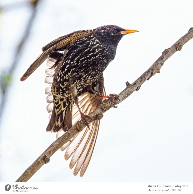 Star streckt sich Sturnus vulgaris Tiergesicht Vogel Schnabel Auge Feder Flügel Krallen Kopf Natur Gefieder strahlend glänzend Zweige Äste Sonnenschein