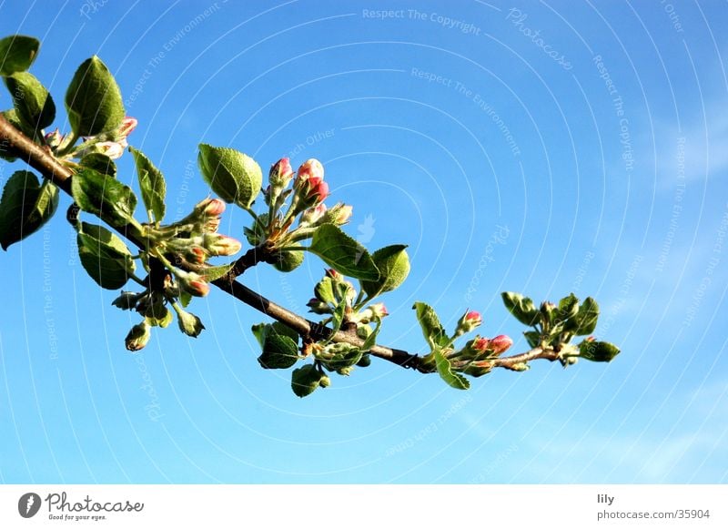 Apfelblüte Apfelbaum Blüte Blatt Sommer Zweig Blauer Himmel