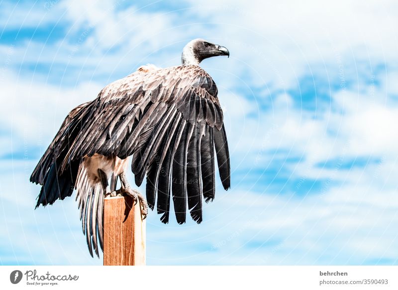 die schönheit im auge des betrachters | weiß der geier Blauer Himmel beeindruckend Luft hoch oben außergewöhnlich Tier Wildtier fantastisch Freiheit besonders