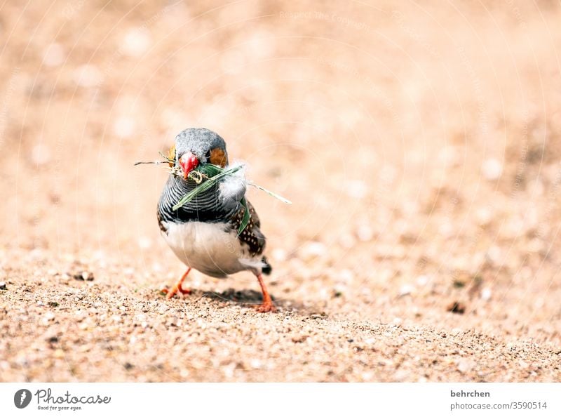 naaa, wie wär es mit nem bisschen gras?! Tiergesicht Wildtier Gefieder Natur außergewöhnlich Fink Zebrafink Vogel Federn Flügel niedlich exotisch fantastisch