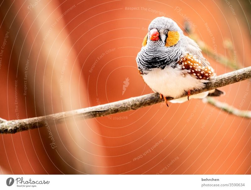 der frühe vogel kann mich mal Tierporträt Unschärfe Kontrast Licht Tag Menschenleer Nahaufnahme Außenaufnahme Farbfoto Schnabel klein schön fantastisch exotisch