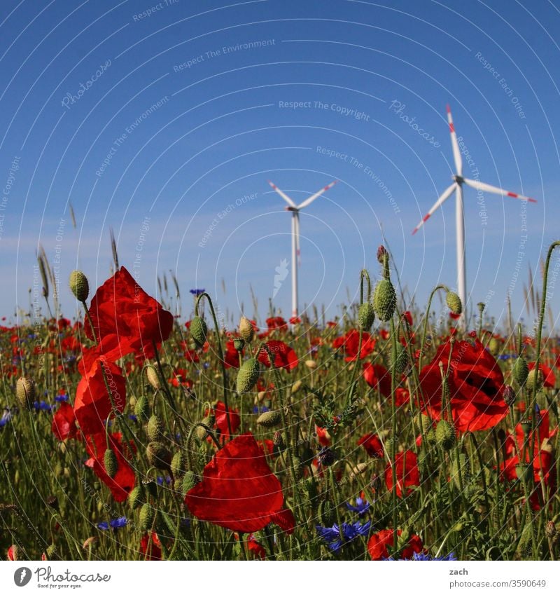 Mohn und Windräder vor blauem Himmel Blume Blüte Pflanze Beet blühen Blühend grün Sommer Frühling Natur Wachstum Blumenwiese Wiese Park Mohnblüte Mohnfeld