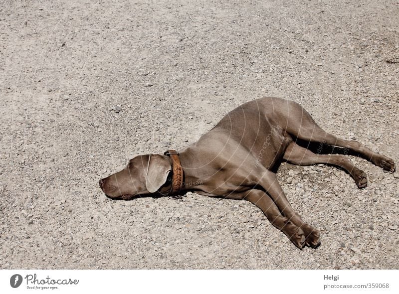 AST6 Inntal | geschafft.... Erde Schönes Wetter Tier Haustier Hund Weimaraner 1 beobachten Erholung liegen ästhetisch authentisch einfach schön einzigartig