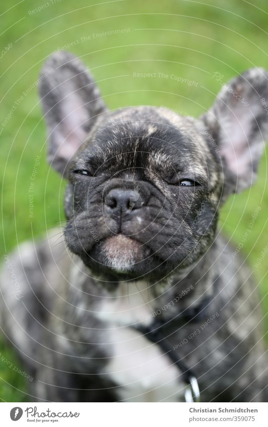 Freundlicher Bully Tier Haustier Hund 1 Tierjunges Lächeln lachen Blick sitzen sportlich Coolness frech Freundlichkeit Fröhlichkeit Gesundheit Glück kuschlig