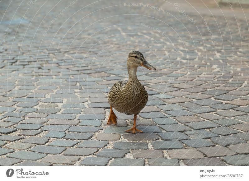 ein weibliches Enten Tier kommt auf breiten Flossen Füßen über Kopfsteinpflaster direkt auf mich zu Weibchen Weg Gehweg laufen watscheln Federvieh Vogel