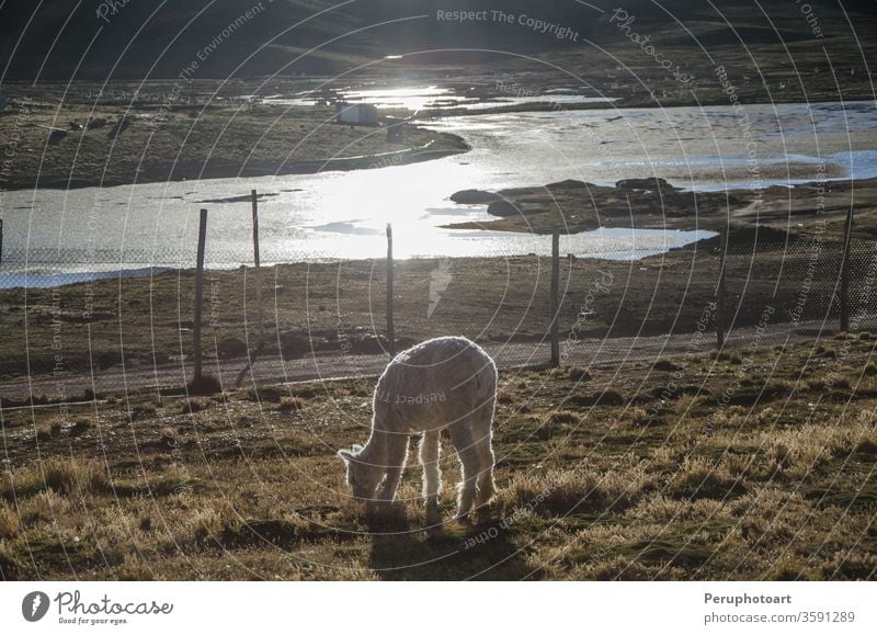 Peruanisches Lama Alpaka amerika Anden Tier Hintergrund schön Schönheit blau braun niedlich wüst lustig guanako Behaarung vereinzelt Landschaft Säugetier