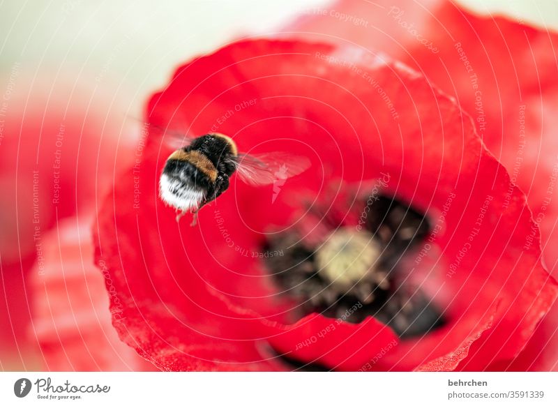 hummel hummel...mohn mohn Nahaufnahme Wiese schön Nutzpflanze Licht Landschaft Blütenblatt Menschenleer Umwelt Wärme Wildpflanze Farbfoto Außenaufnahme rot