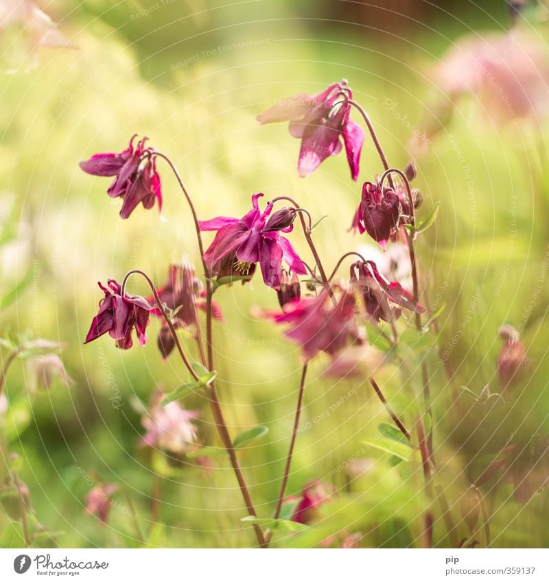 kaiserblume Natur Pflanze Sommer Schönes Wetter Blume Blatt Blüte Akelei Blumenbeet Garten Park ästhetisch hell weich rosa Idylle zart Unschärfe Pastellton