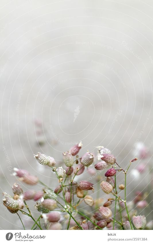 Viele, filigrane, leichte Sommerblumen mit schwacher Tiefenschärfe vor weißem, grauem, hellem Hintergrund. Zarte rosa Nelkengewächs-Blüten mit Unschärfe. Wildblumen, Frühlingsblumen klein, rund, frisch, blühend als Dekoration, Verziehrung vor heller Wand.