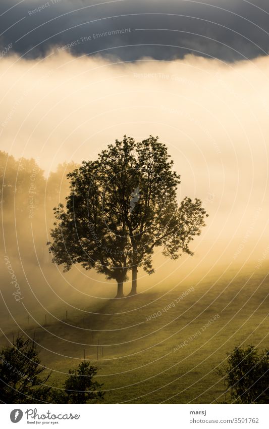 Baum in aufsteigenden Morgennebel Nebel Morgendämmerung Wiese Sonnenaufgang Natur Tagesanbruch Harmonie Sonnenlicht Traumwelt ruhig Umwelt Ruhe Meditation