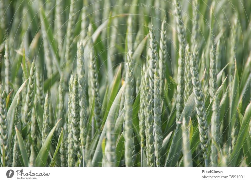 Getreide Getreide, Landwirtschaft, Natur Korn Feld Ackerbau Pflanze Ernte Ähren Kornfeld Grün