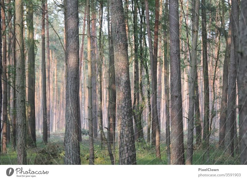 Waldlichtung Wald, Bäume, Natur, Außenaufnahme Umwelt grün Pflanze Baum