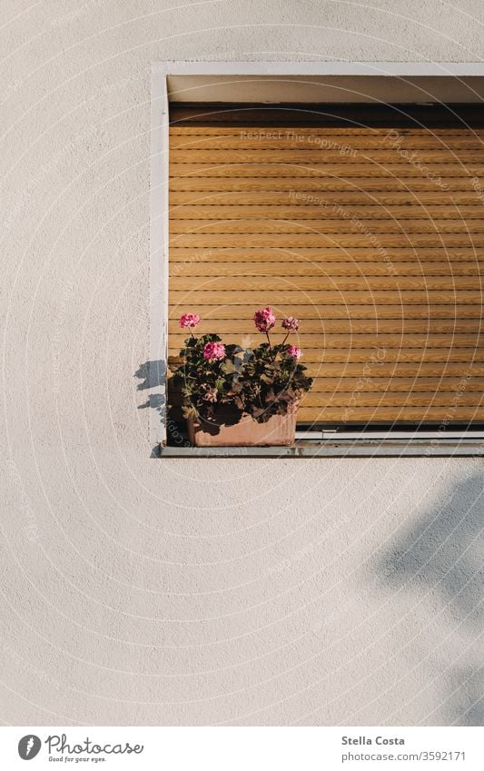 Bild einer Pflanze auf der Fensterbank für Holzfensterläsen Wohnhaus Fotos Orangene Fensterläden Wohnviertel Außenaufnahme von Gebäuden Fotos Im Freien Fotos