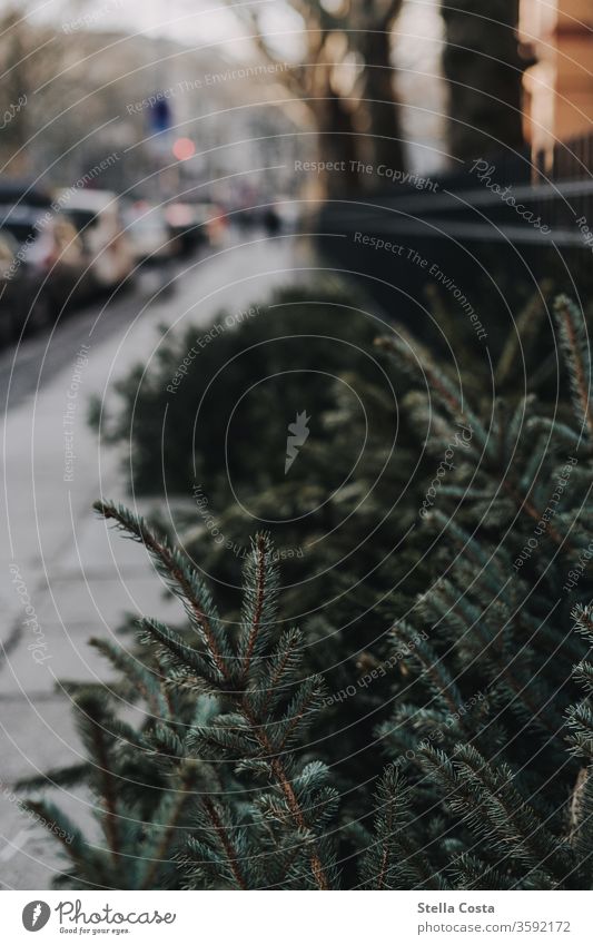 Detailbild von alten Tannenbäumen die am Bürgerstreigrand liegen Im Freien Fotos Städtische Straße Fotos Streetart Fotos Hauptstraße Fotos Gehweg Fotos