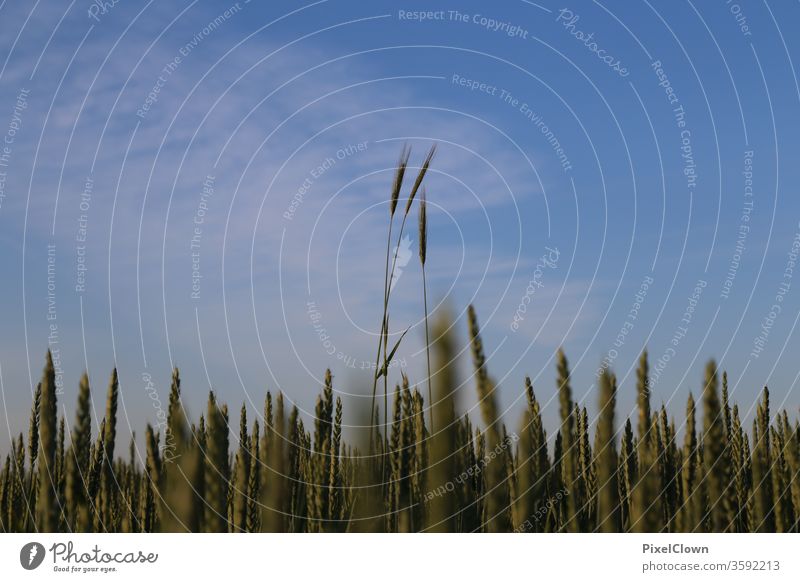 Getreideanbau und darüber ein strahlend blauer Himmel Feld Korn Landwirtschaft Kornfeld Lebensmittel Ernährung Ackerbau Natur Sommer Ähren Nutzpflanze