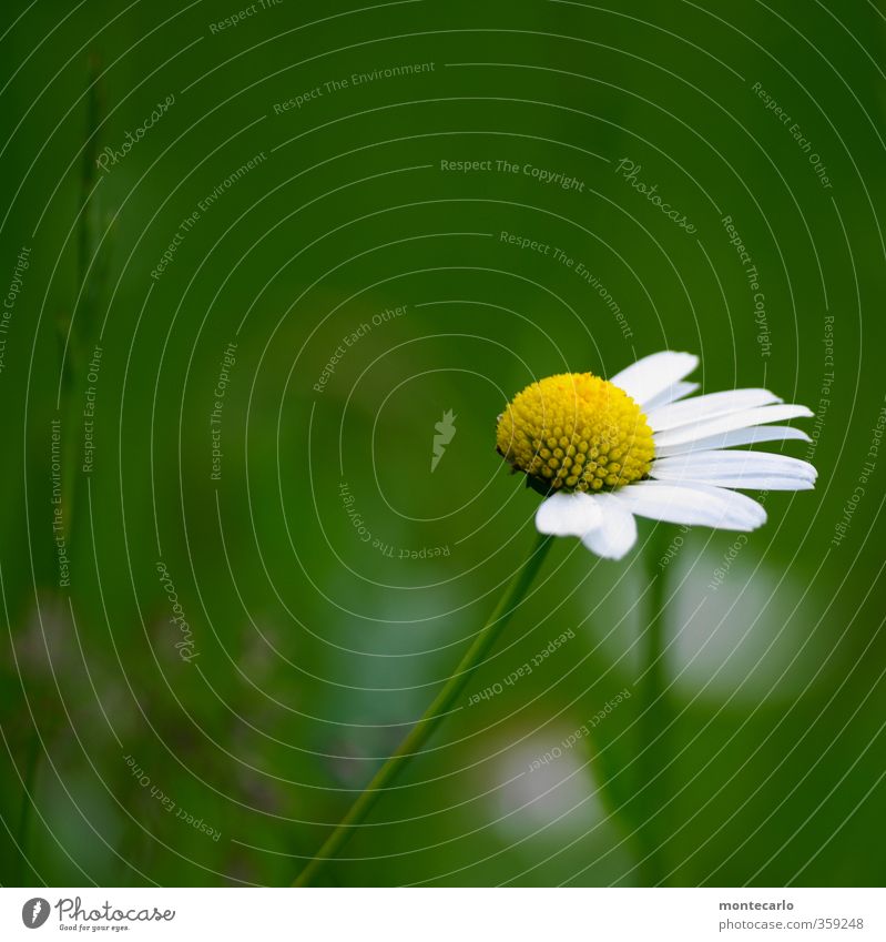 Sie liebt mich..... Umwelt Natur Pflanze Sommer Blume Blatt Blüte Grünpflanze Wildpflanze Topfpflanze Margerite dünn authentisch einfach kaputt klein natürlich