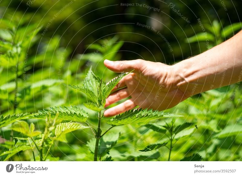 Mann berührt mit der Hand frische grüne Brennessel berühren Finger Nahaufnahme festhalten Lebensmittel Gesundheit Gesunde Ernährung Außenaufnahme Farbfoto Ernte