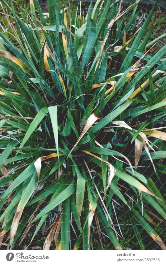 Exotische Pflanze, leicht vertrocknet erholung ferien garten gras kleingarten kleingartenkolonie menschenleer natur pflanze ruhe schrebergarten sommer strauch