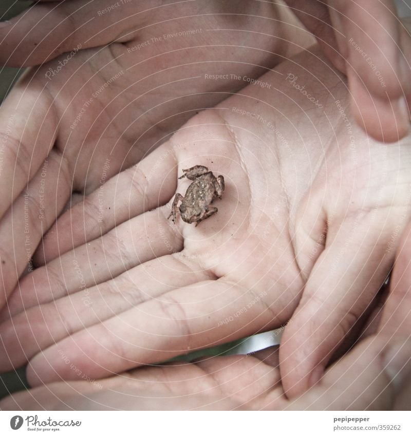 im mittelpunkt Spielen Wissenschaften Kindergarten lernen Schulkind Kindheit Hand 3 Mensch Tier Wildtier Frosch 1 Tierjunges beobachten Beratung berühren fangen