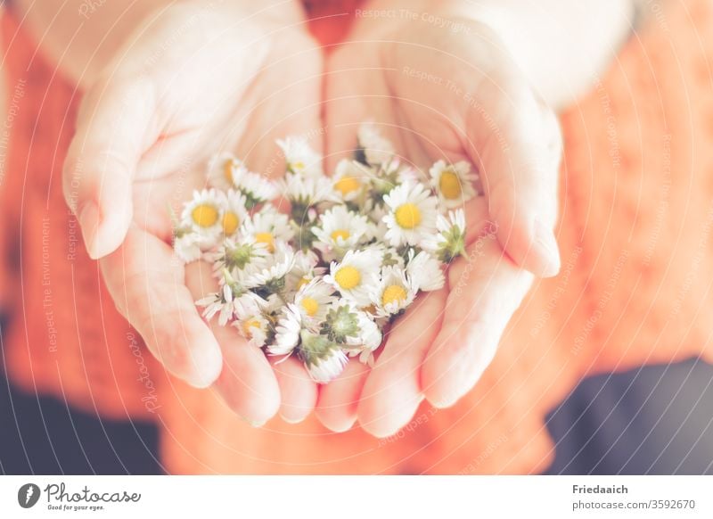 Hände mit Gänseblümchen zauberhaft Blümchen samtig sanft schenken gratulieren Liebe zart unscharf Freundschaft freundlich zuwendung geste