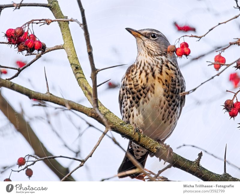 Wacholderdrossel im Baum Drossel Vogel Tiergesicht Auge Schnabel Gefieder Federn Flügel Turdus pilaris Kopf Wildtier Tierporträt Ganzkörperaufnahme