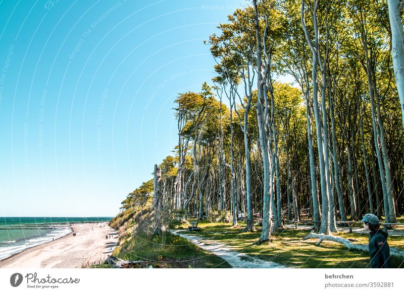 ostseeliebe Ostsee Meer Natur Himmel Strand Erholung Ferien & Urlaub & Reisen Gespensterwald Mecklenburg-Vorpommern Küste Sommer Ostseeküste Landschaft