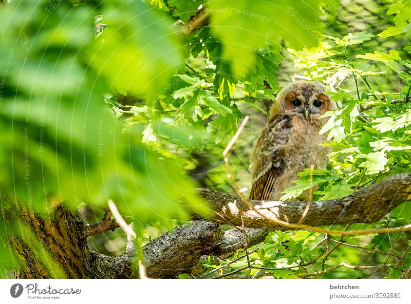 aufmerksam niedlich Flügel Schnabel Farbfoto Tag Außenaufnahme Baumstamm Stamm Natur Tier ausruhen Wildnis Eule Wald Uhu Federn Kauz Wildtier Tierporträt