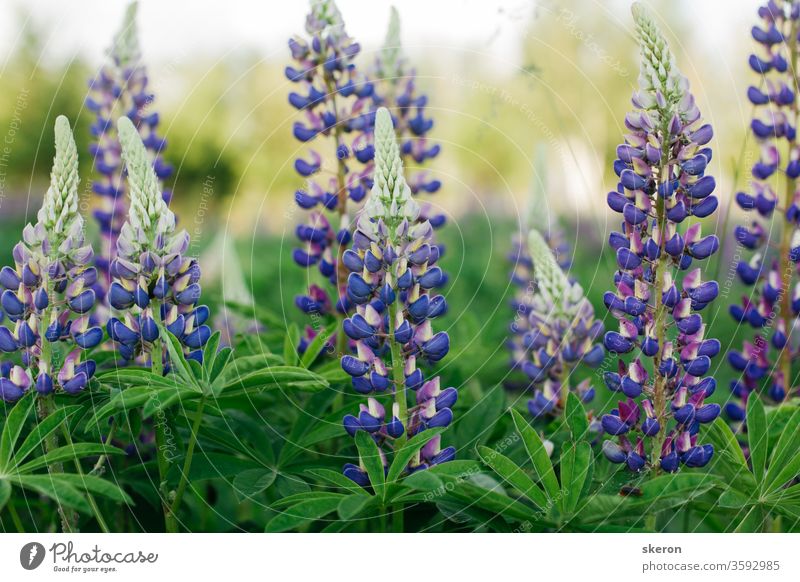 farbenfrohe und frische Lupinen auf dem Hintergrund der untergehenden Sonne im Stadtpark. desktop-Hintergründe und Geschenkkarten. konzept: umweltschutz und erhaltung seltener pflanzen