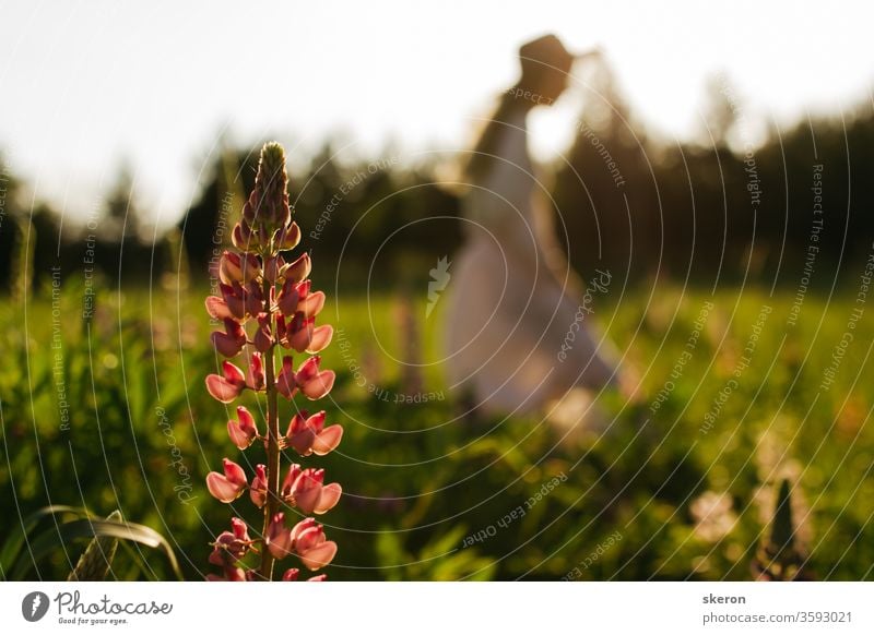 farbenfrohe und frische Lupinen auf dem Hintergrund der untergehenden Sonne im Stadtpark. desktop-Hintergründe und Geschenkkarten. konzept: umweltschutz und erhaltung seltener pflanzen