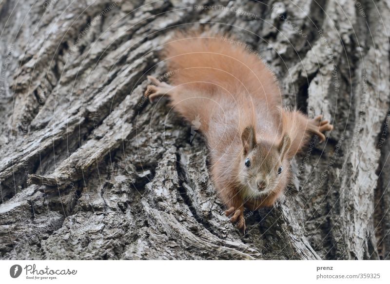 Baumschmuck Umwelt Natur Tier Wildtier 1 Tierjunges niedlich braun grau Eichhörnchen Baumrinde Klettern Blick Farbfoto Außenaufnahme Menschenleer