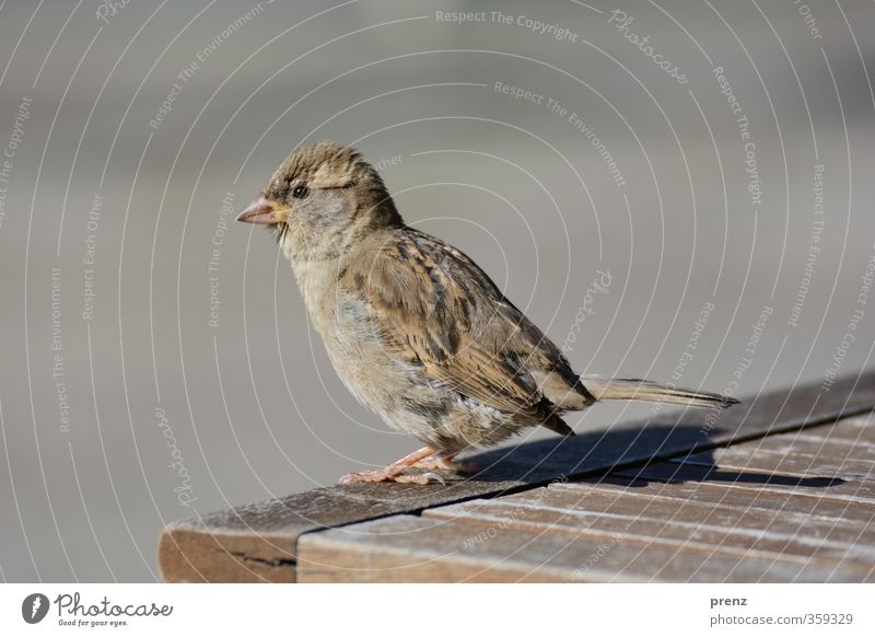 In der Sonne sitzen Umwelt Natur Tier Schönes Wetter Wildtier Vogel 1 braun grau Spatz stehen Farbfoto Außenaufnahme Nahaufnahme Menschenleer