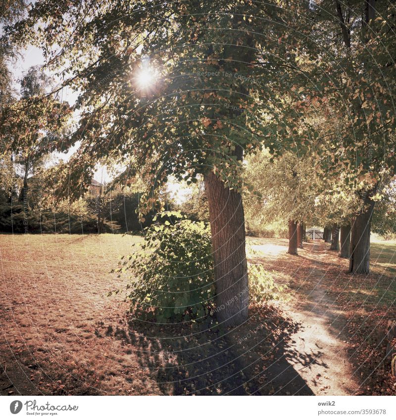 Draußen Idylle Wege & Pfade Waldboden Sträucher Bäume leuchtend strahlend Sonnenlicht lichtdurchflutet Gegenlicht Lichtung Herbst Menschenleer Natur Wiese