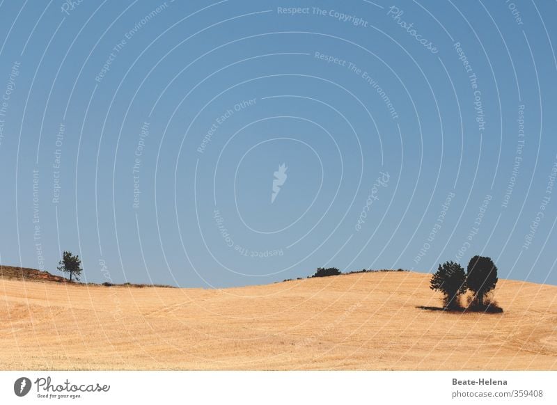 Trockenheit | auf dem spanischen Festland Ferien & Urlaub & Reisen Sommer Sonne Sonnenbad Natur Landschaft Wolkenloser Himmel Klima Schönes Wetter Baum Feld